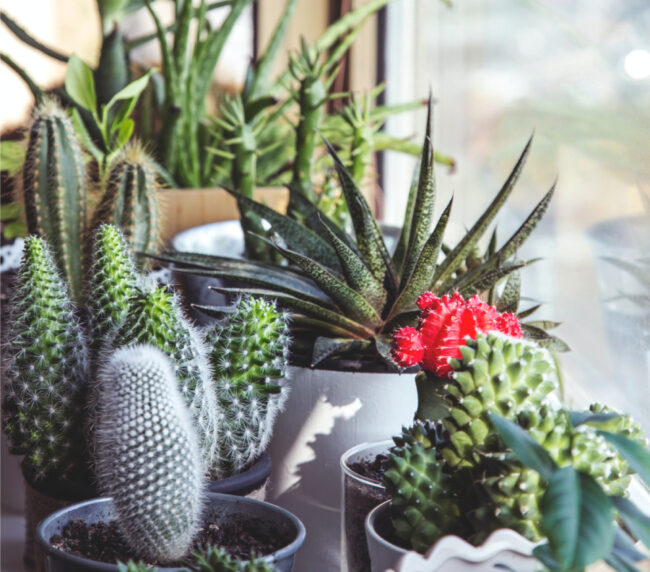 bitkiler ile evinizi susleyin